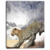 Design Art 'Leopard on Tree Under Cloudy Sky' Photographic Print on Wrapped Canvas