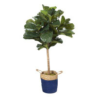 Primrue 62" Fiddle Leaf Fig Tree In Round Blue And Tan Basket