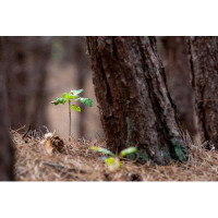 Millwood Pines Small Oak Plant In A Forest | 2949302