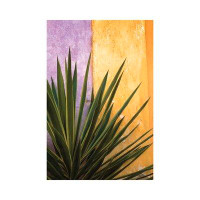 East Urban Home Mexico. Plant Against Colourful Wall. by Jaynes Gallery - Wrapped Canvas Photograph