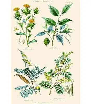 Buyenlarge Plants Used in Dyeing. Safflower Fustic Brazil Wood Logwood by William Rhind - Graphic Art Print