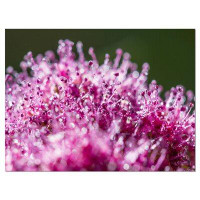 Design Art Pink Little Flowers Close-up View Large Floral - Wrapped Canvas Photographic Print