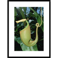 Global Gallery 'Pitcher Plant Traps Insects' Framed Photographic Print