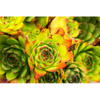 Dakota Fields Green And Red Aeonium Succulent Plant by Filipfoto - Wrapped Canvas Photograph