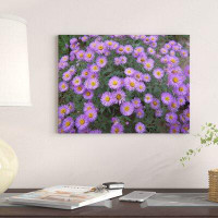 East Urban Home 'Smooth Aster Plant in Full Summer Bloom, Colorado' Photographic Print on Wrapped Canvas