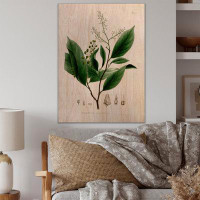August Grove Vintage Brazilian Plant II - Traditional Wood Wall Art Décor - Natural Pine Wood
