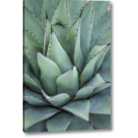 Union Rustic Texas, Guadalupe Mountain New Mexico Agave Plant by Don Paulson - Photograph Print on Canvas