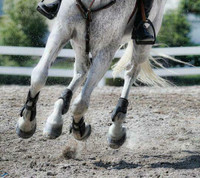 Crumb Rubber Horse Footing for Arenas