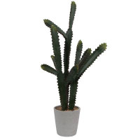 Union Rustic Cactus Succulent in Pot