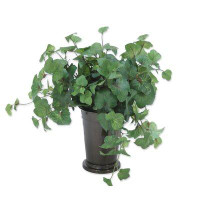 Charlton Home Hedera Ivy Plant in Planter