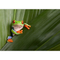IDEA4WALL Curious Red Eyed Tree Frog Hiding in Green Background Leaves Removable Self Adhesive Large Wallpaper