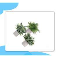 Primrue Mini Potted Plants Artificial Eucalyptus Boxwood Rosemary Greenery In Pots Faux Potted Herbs Small Houseplants