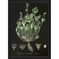 August Grove Claytonia Perfoliata Vintage Plant Study Framed Graphic Art