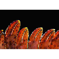 Latitude Run® Close Up Of Lobster Claws Against A Black Background; Calgary  Alberta  Canada Poster Print (19 X 12)