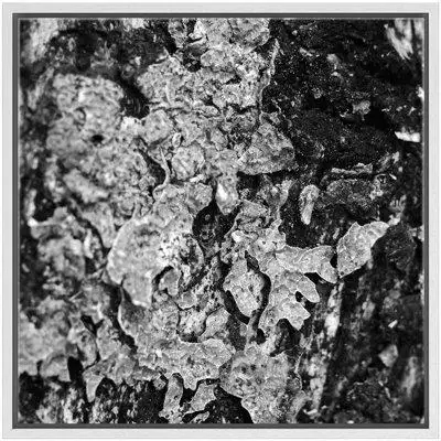 wall26 Vintage Aged Oak Tree Bark Nature Plants Photography Rustic Closeup Dark Black and White