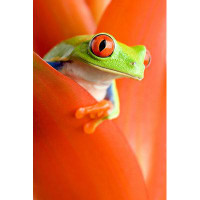 Ebern Designs Frog In A Plant by Alptraum - Wrapped Canvas Photograph