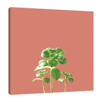 Rosalind Wheeler "Succulent Simplicity IX Coral" Gallery Wrapped Canvas By Felicity Bradley