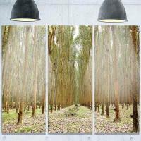 Made in Canada - Design Art 'Rubber Trees Row in Thailand' 3 Piece Photographic Print on Metal Set