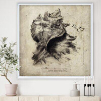 East Urban Home Sea Shell Old Style Sketch I - Picture Frame Print on Canvas
