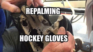 Repalming Hockey Gloves City of Toronto Toronto (GTA) Preview