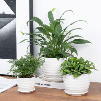 Ebern Designs Aniece 3 - Piece Ceramic Pot Planter Set