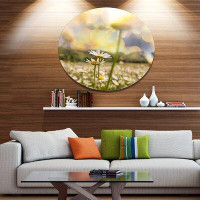 Made in Canada - Design Art 'Amazing Chamomile Flower Field' Photographic Print on Metal
