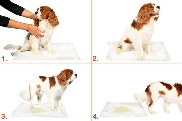 NEW 32 PCS PUPPY PEE PAD DOG TRAINING PADS 0P36 in Accessories in Alberta - Image 3