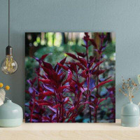 Red Barrel Studio Photinia Red Robin Plants In The Forest - 1 Piece Rectangle Graphic Art Print On Wrapped Canvas