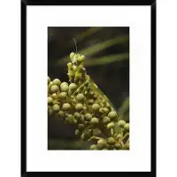 Global Gallery 'Mantis on Pitcher Plant' Framed Photographic Print