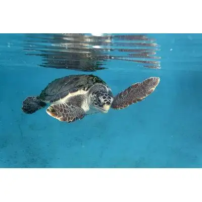 Bay Isle Home™ Loggerhead Sea Turtle - Print