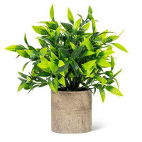 Primrue Wide Leaf Plant In Pot