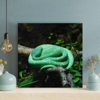 Latitude Run® Green Snake Lying On Tree Branch Surrounded By Green Leafed Plants - Wrapped Canvas Painting