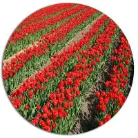 Made in Canada - Design Art 'Rows of Red Tulip Flowers' Photographic Print on Metal