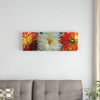 East Urban Home Close-Up of Dahlia Flowers Blooming on Plant V by Panoramic Images - Gallery-Wrapped Canvas Giclée Print