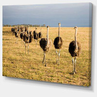 Made in Canada - Design Art 'Ostriches Walking in South Africa' Photographic Print on Wrapped Canvas