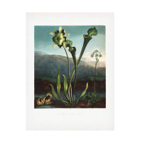 Winston Porter Pictufy  American Bog Plants From The Temple Of Flora 1807 Canvas Art