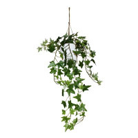 Primrue 26" English Ivy Plant In White Pot