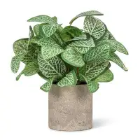 Primrue Varigated Leaf Plant Pot