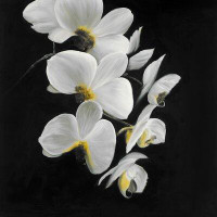 Charlton Home 'Beautiful Orchids' Oil Painting Print on Wrapped Canvas