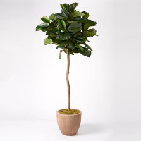 Primrue 84" Artificial Fiddle Leaf Fig Tree in Planter