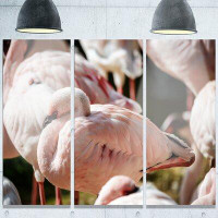 Made in Canada - Design Art 'Pat of Flamingos Close-Up' 3 Piece Photographic Print on Metal Set