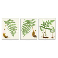 Stupell Industries Vegetation Latin Study Botanical Fern Plants Nature 3Pc Wall Plaque Art Set By Patty Rybolt