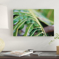 East Urban Home 'Close-up Detail of Plant, Culebra Island, Puerto Rico' Photographic Print on Canvas