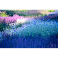 Ebern Designs Blossoming Plants - Landscaping by - Wrapped Canvas Photograph