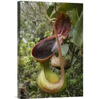 East Urban Home 'Low'S Pitcher Plant Pitcher' Photographic Print on Canvas
