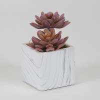 Primrue Mini Rose Echeveria In Marble Ceramic Cube