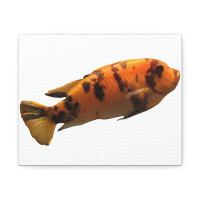Rosecliff Heights Orange Fish Stretched Canvas