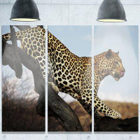 Made in Canada - Design Art 'Leopard Walking on Tree' 3 Piece Photographic Print on Metal Set