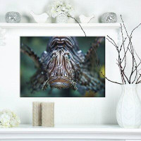 Made in Canada - East Urban Home Common Lionfish Yawn Pterois Miles - Wrapped Canvas Photograph Print