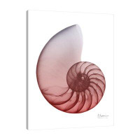 Dovecove "Coral Snail 4" Gallery Wrapped Canvas By Albert Koetsier